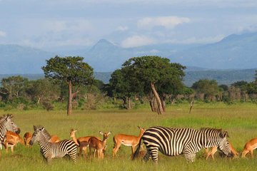 Dar Es Salaam: Mikumi Ulusal Parkında Gecelik Safari